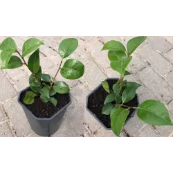 Kamelija - Camellia INSPIRATION