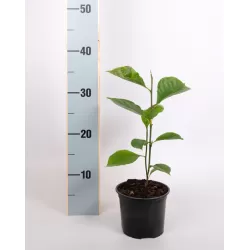 Garden plants/Trees/Flowers/ web-shop