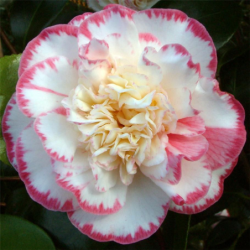 Camellia MARGARET DAVIS