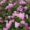 Japoninė lanksva - Spiraea japonica Nana