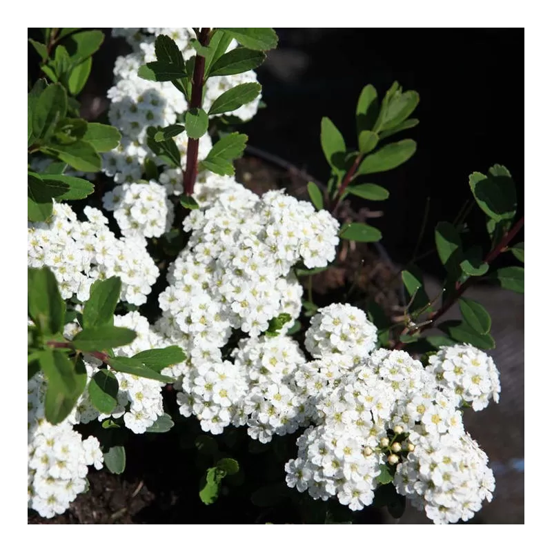 Spiraea nipponica WHITE CARPET - GELSPIR