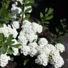 Spiraea nipponica WHITE CARPET - GELSPIR