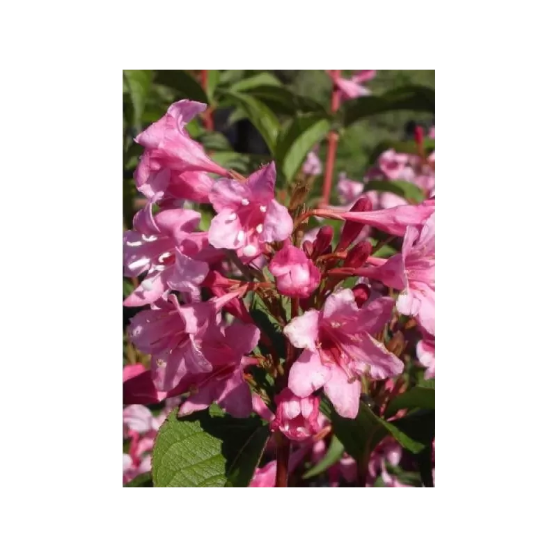 Veigelė - Weigela STELZNERI