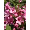 Veigelė - Weigela STELZNERI