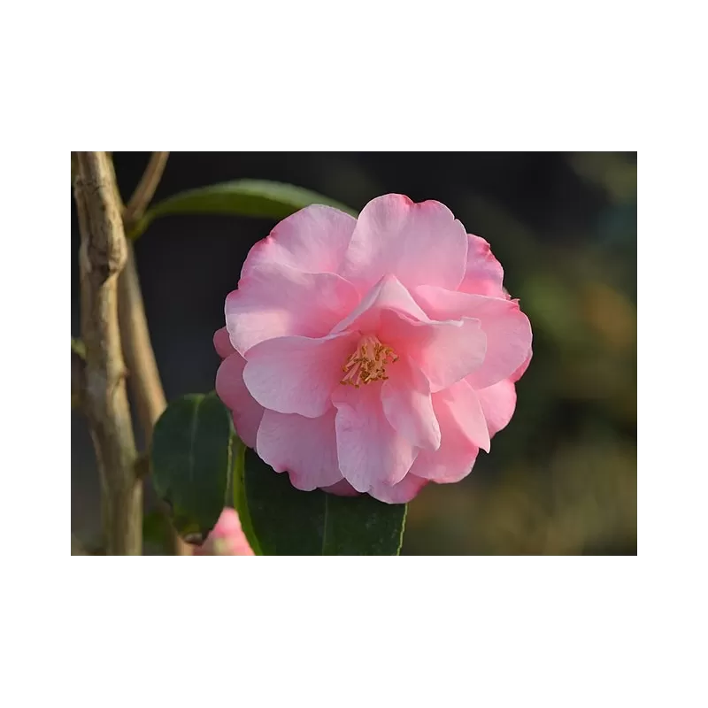 Kamelija - Camellia SPRING FESTIVAL