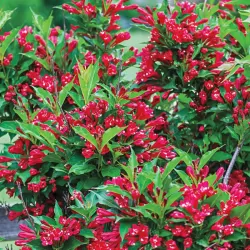 Veigelė RED PRINCE - Weigela 'Red Prince' P9 20-30 CM