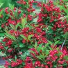 Veigelė RED PRINCE - Weigela 'Red Prince' P9 20-30 CM