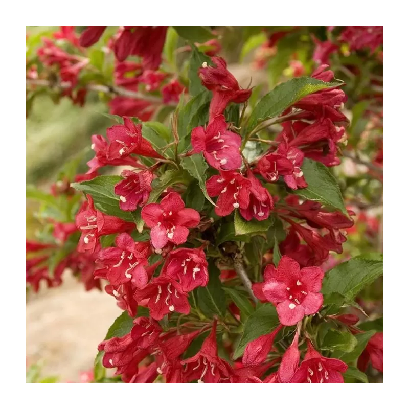 Veigelė RED PRINCE - Weigela 'Red Prince' P9 20-30 CM