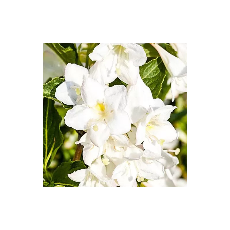 Weigela CANDIDA