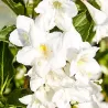 Weigela CANDIDA