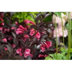 Garden plants/Trees/Flowers/ web-shop