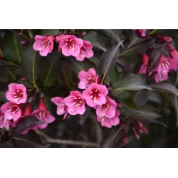 Garden plants/Trees/Flowers/ web-shop