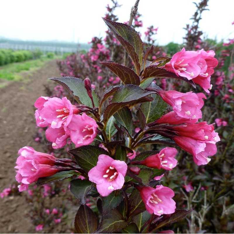 Gražiažiedė veigelė - Weigela florida ALEXANDRA (Wine&Roses)