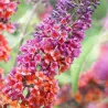 Buddleja davidii FLOWER POWER
