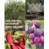 Kanadinė medlieva - Amelanchier canadensis PRINCE WILLIAM