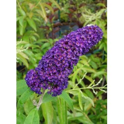 Buddleja davidii BLACK KNIGHT
 Container-P9 C0.5 Branching-1 YEAR YOUNG PLANT Select-may-june delivery