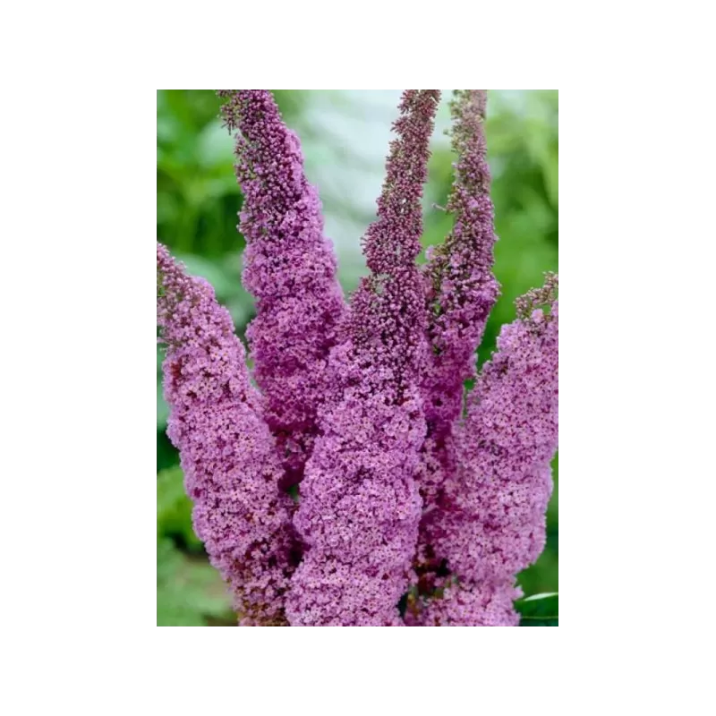 Davido budlėja - Buddleja davidii ILE DE FRANCE