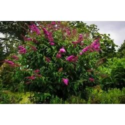 Davido budlėja - Buddleja davidii ROYAL RED