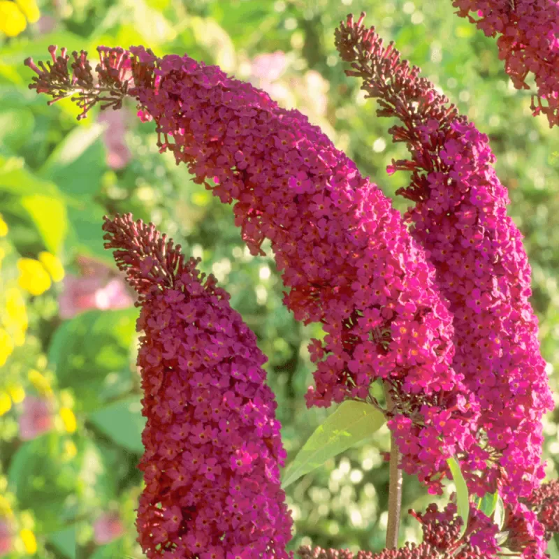 Davido budlėja - Buddleja davidii ROYAL RED