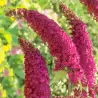 Davido budlėja - Buddleja davidii ROYAL RED