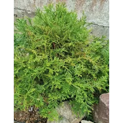 Kapoklinis tujenis - Thujopsis dolabrata