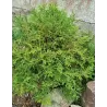 Tujenis - Thujopsis dolabrata