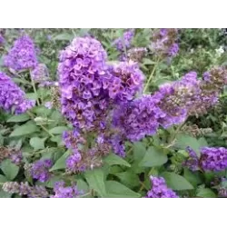 Užsisakyk augalus pavasariui jau dabar