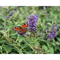 Užsisakyk augalus pavasariui jau dabar