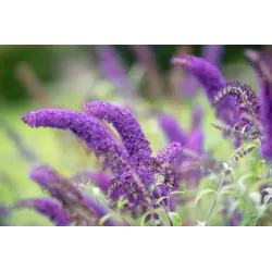 Budlėja - Buddleja davidii BLUE CHIP