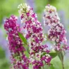 Davido budlėja - Buddleja BERRIES AND CREAM