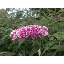 Davido budlėja - Buddleja BERRIES AND CREAM
