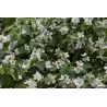 Jazminas - Philadelphus lemoinei ERECTUS