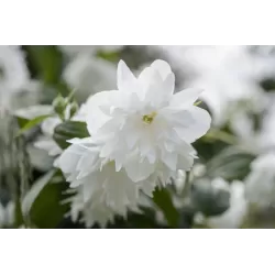 Jazminas - Philadelphus MINNESOTA SNOWFLAKE