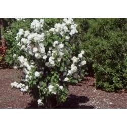 Jazminas - Philadelphus MINNESOTA SNOWFLAKE