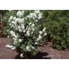 Jazminas - Philadelphus MINNESOTA SNOWFLAKE