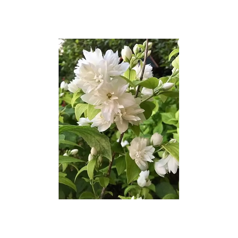 Jazminas - Philadelphus MINNESOTA SNOWFLAKE