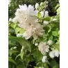 Jazminas - Philadelphus MINNESOTA SNOWFLAKE