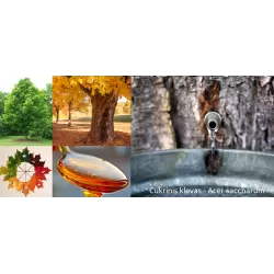 Cukrinis klevas - Acer saccharum