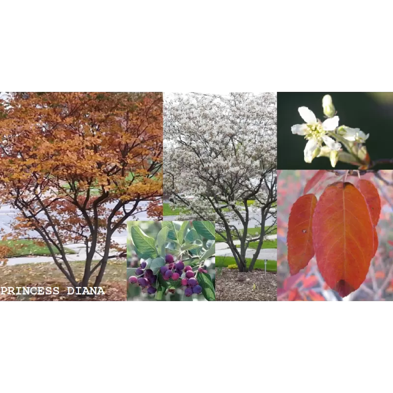 Medlieva - Amelanchier x grandiflora PRINCESS DIANA Medlieva - Amelanchier x grandiflora PRINCESS DIANA