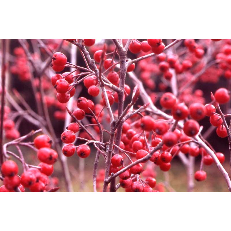 Red Chokeberry - Aronia arbutifolia BRILLIANT