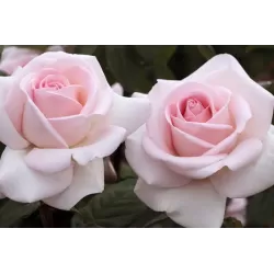 Rožė - Rosa PRINCE JARDINIER ®