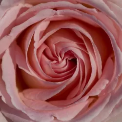 Rožė - Rosa PRINCE JARDINIER ®