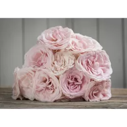 Rožė - Rosa PRINCE JARDINIER ®