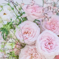 Rožė - Rosa PRINCE JARDINIER ®