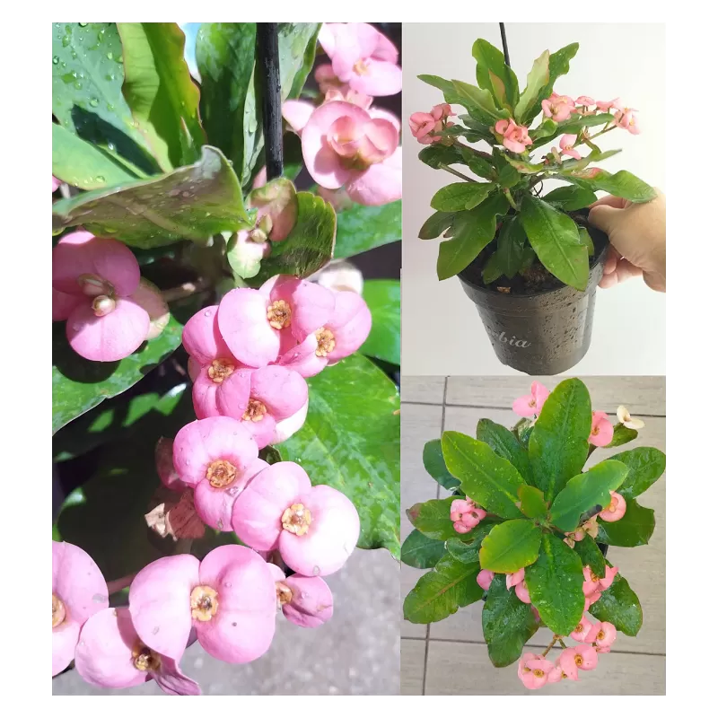 Karpažolė - Euphorbia milii VESTA