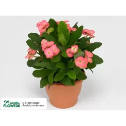 Euphorbia milii VESTA