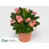 Euphorbia milii VESTA