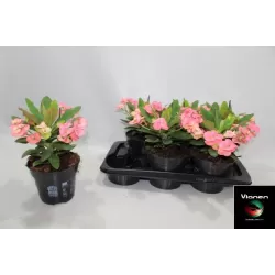 Euphorbia milii VESTA