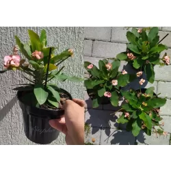 Karpažolė - Euphorbia milii VESTA