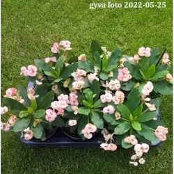 Euphorbia milii VESTA